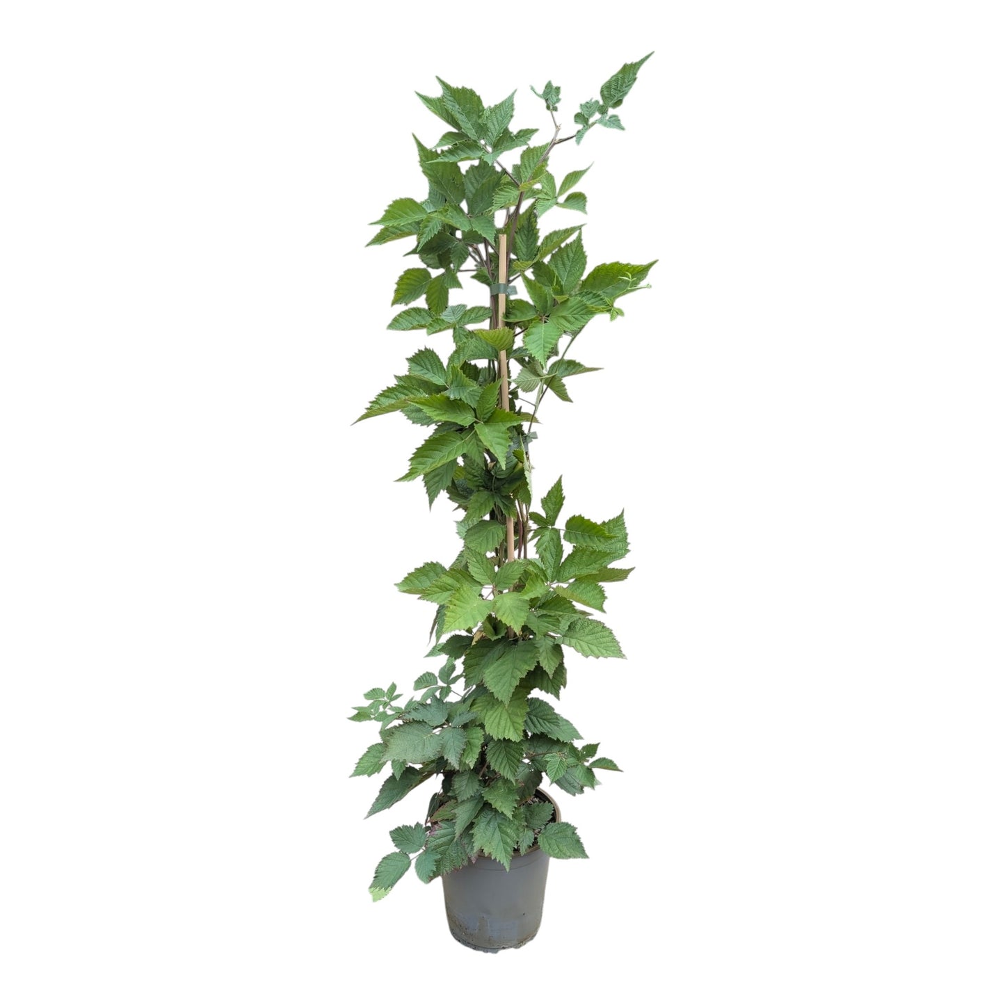 Brombeere 'Loch Ness'