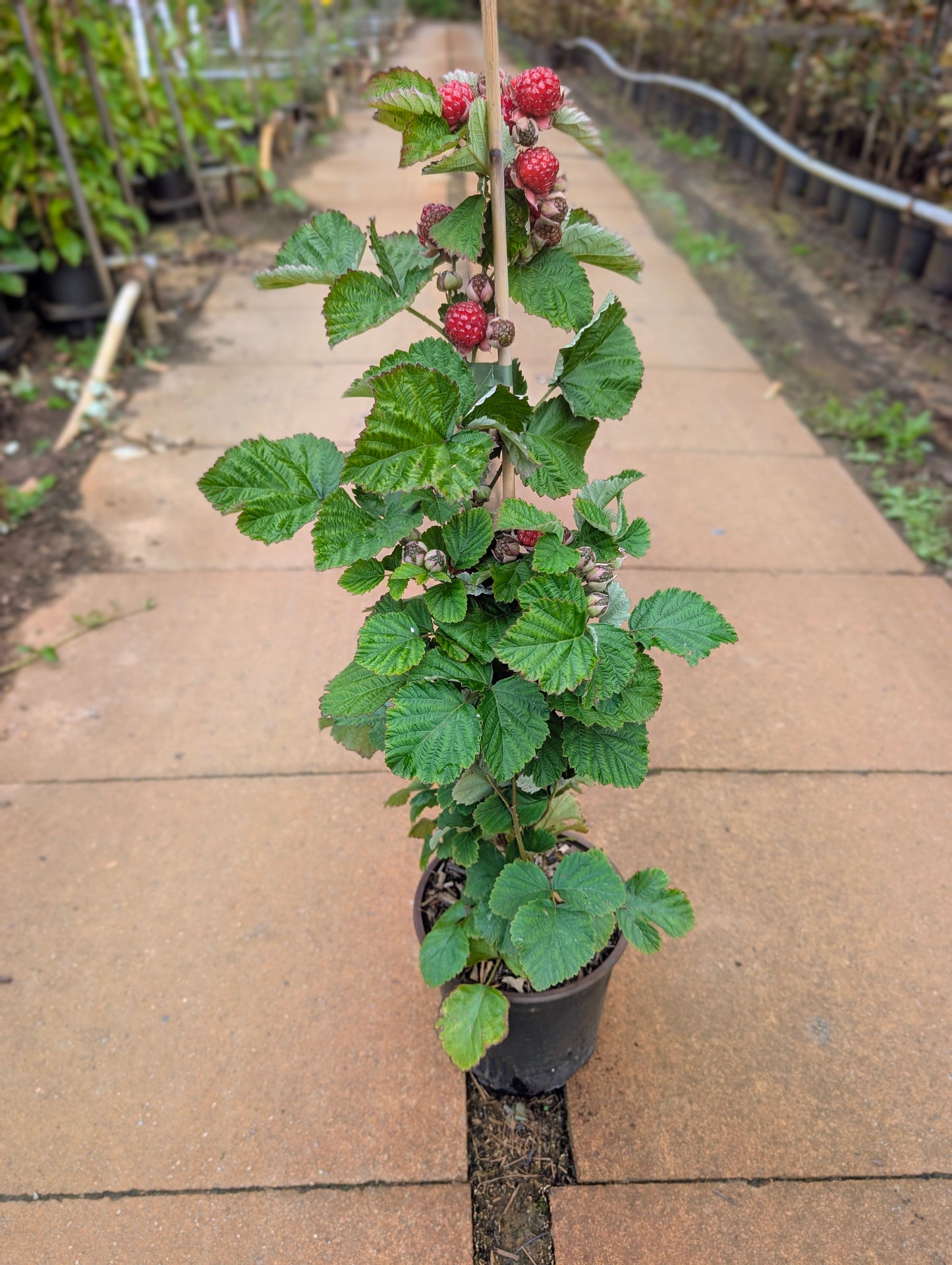 Brombeere 'Dorman Red'