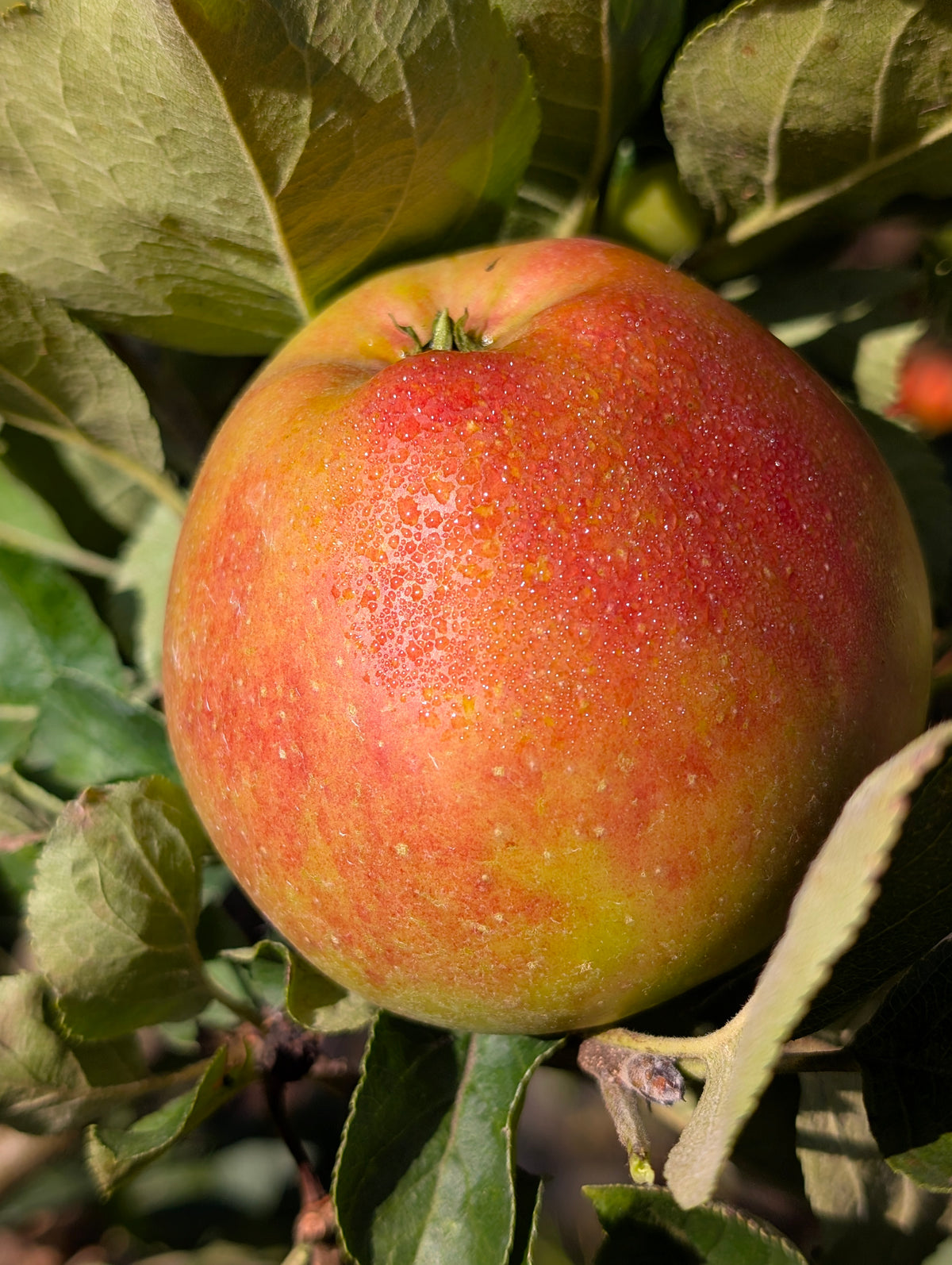 Zwergapfel Delgrina Apfelbaum kompakt