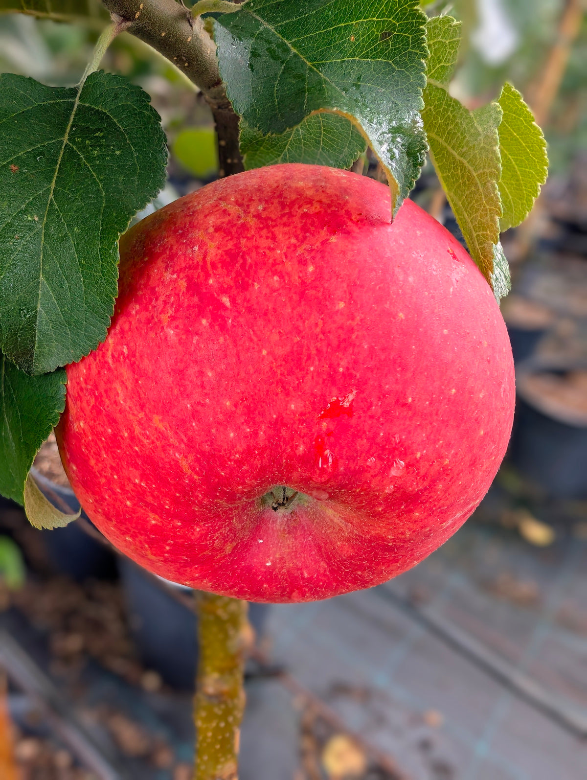 Apfelbaum Alkmene – aromatischer Herbstapfel , robust & ertragreich