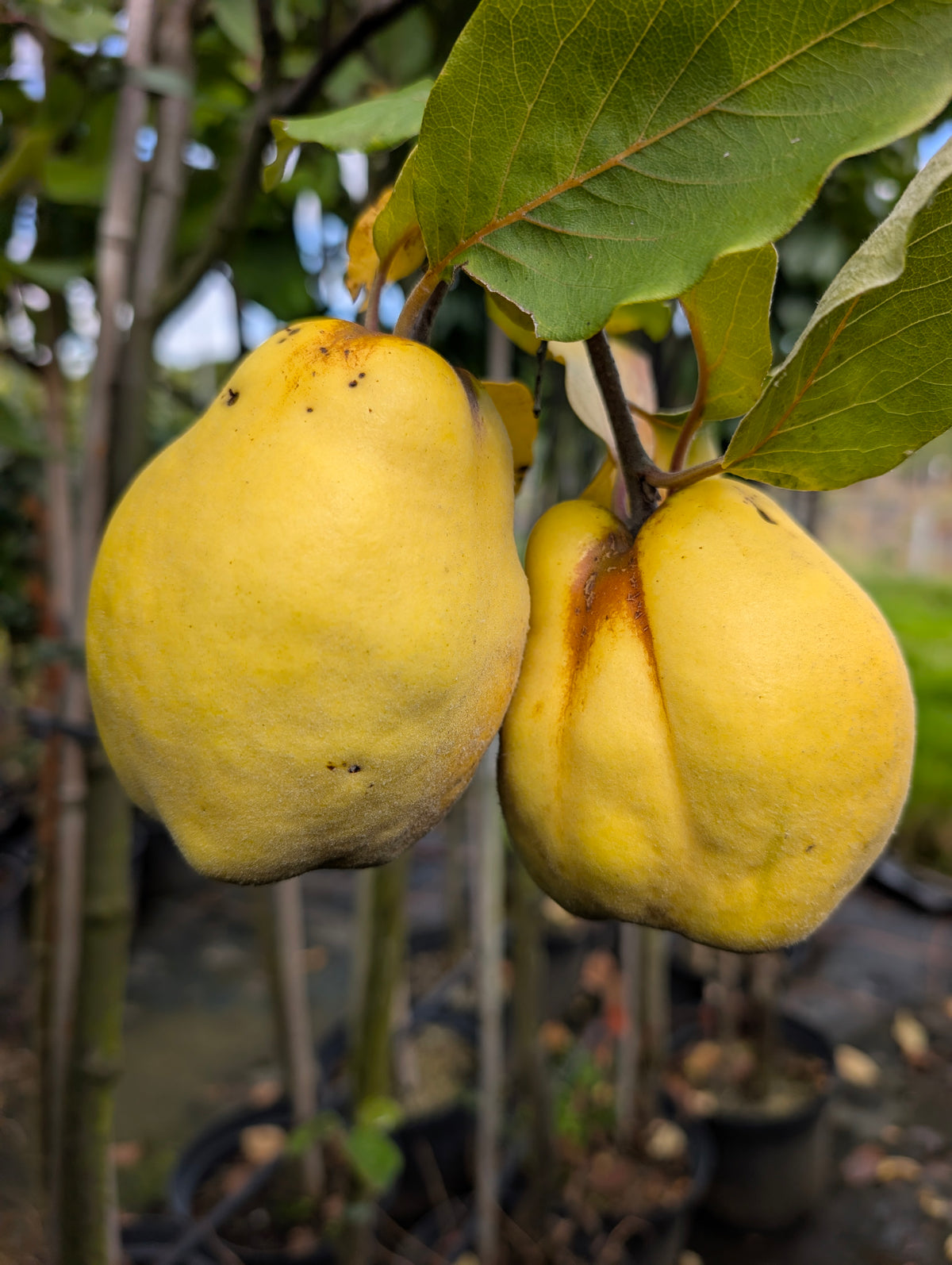 Quitte „Limon Ayvasi“ –  Zitronenquitte mit intensivem Duft und hervorragendem Fruchtaroma