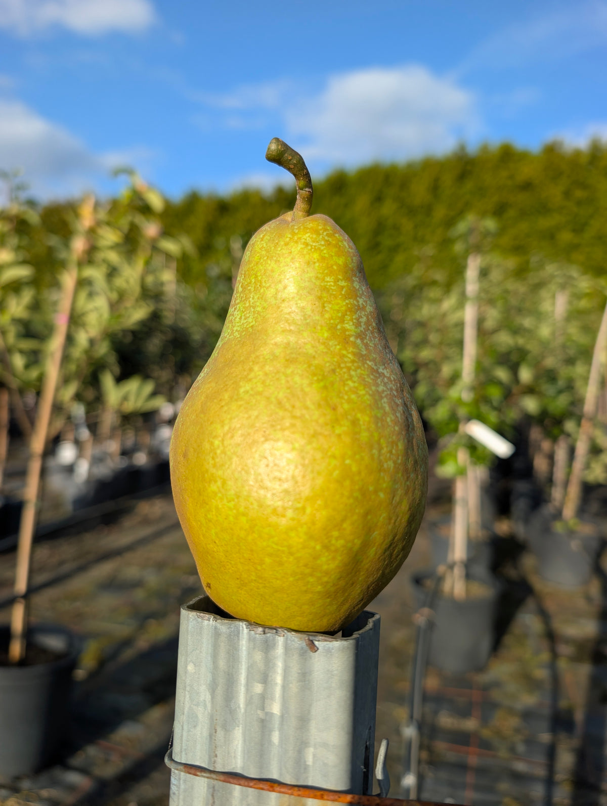 Novemberbirne – Saftige Winterbirne mit feinem Aroma