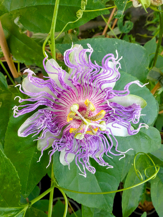 Passionsblume 'Eia Popeia'® – Exotische Kletterpflanze | Duftende Blüten | Lange Blütezeit | Rankpflanze