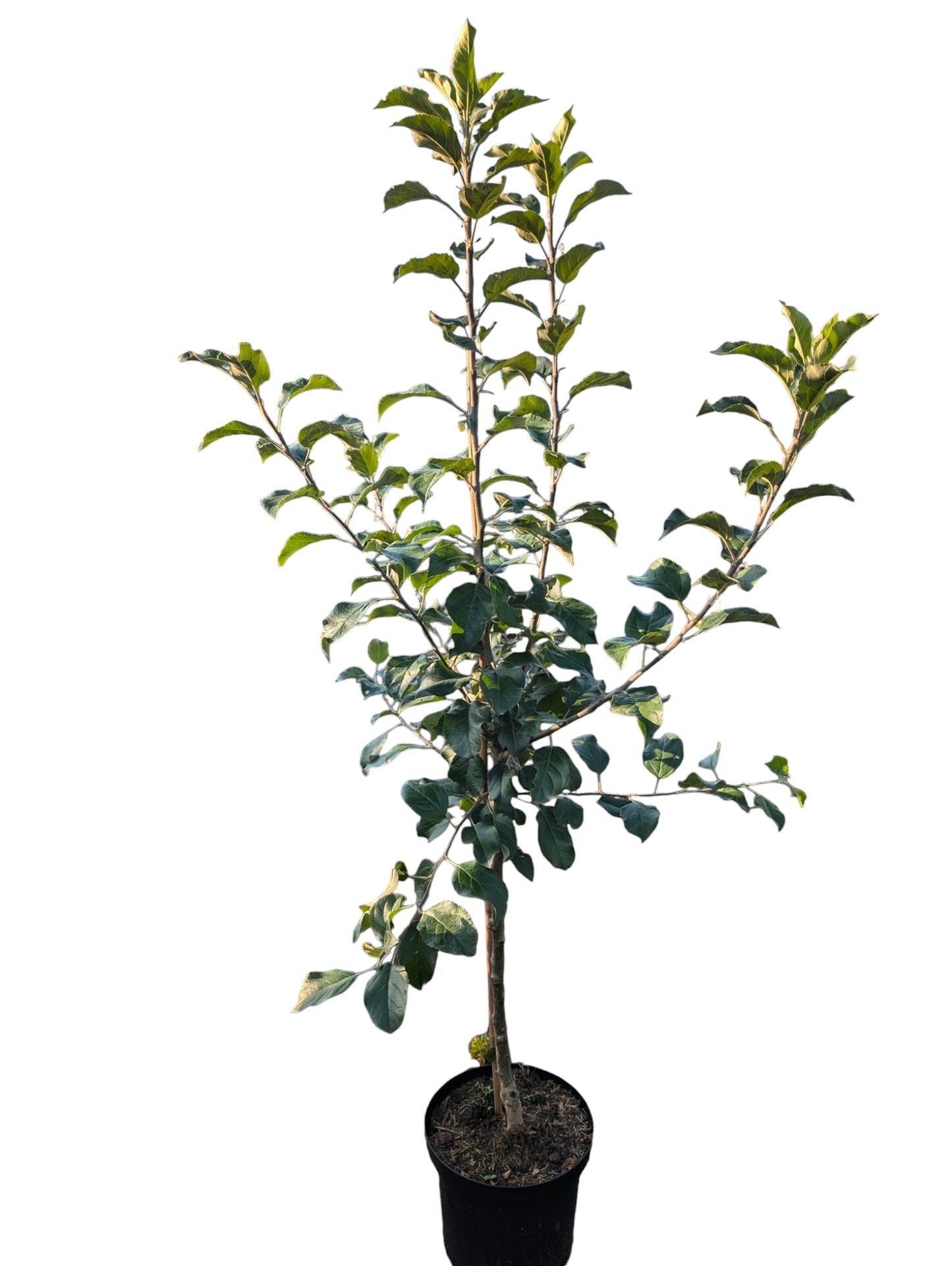Malus domestica 'Ecolette'