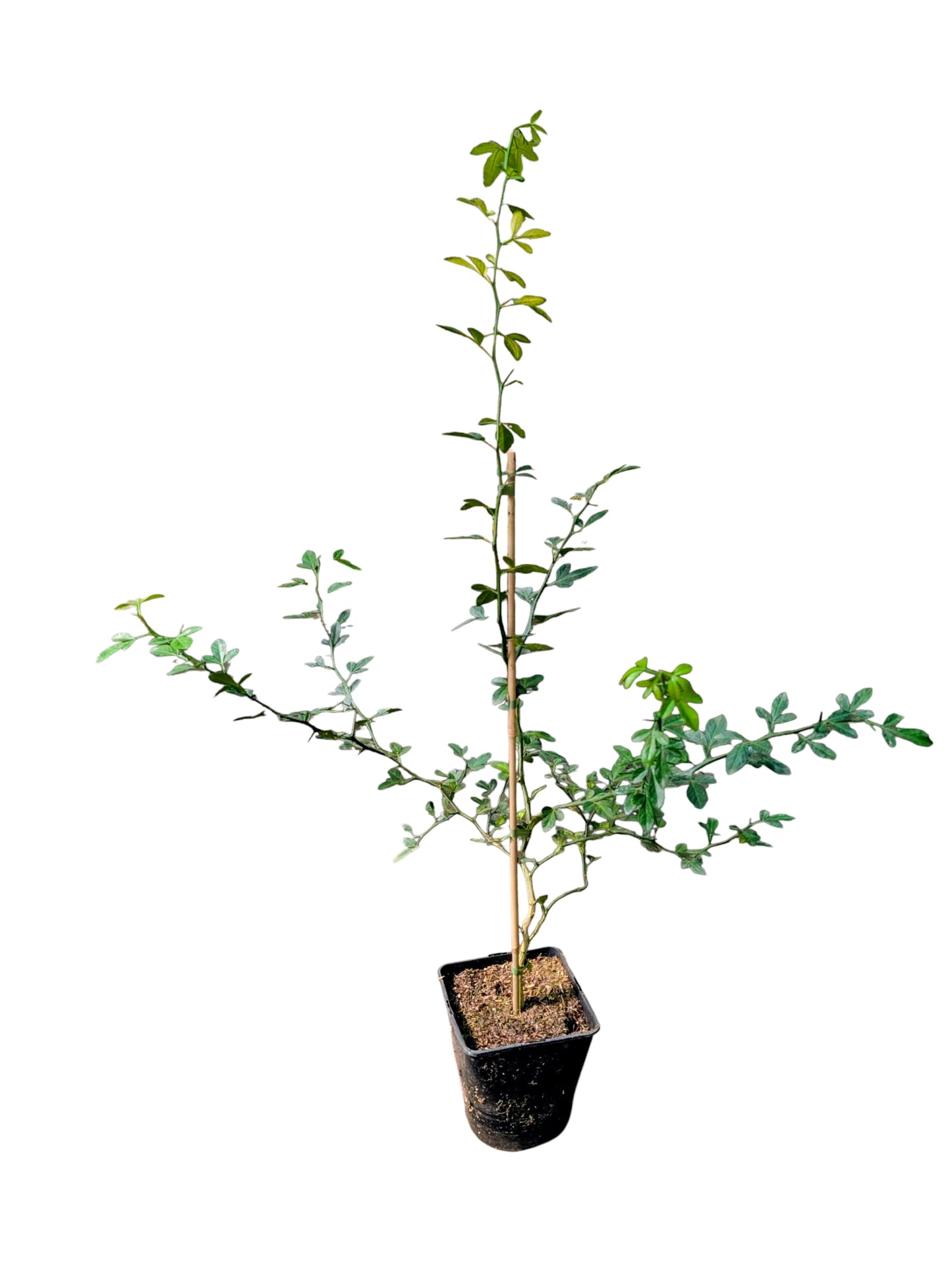 Winterharte Bitterorange Poncirus trifoliata