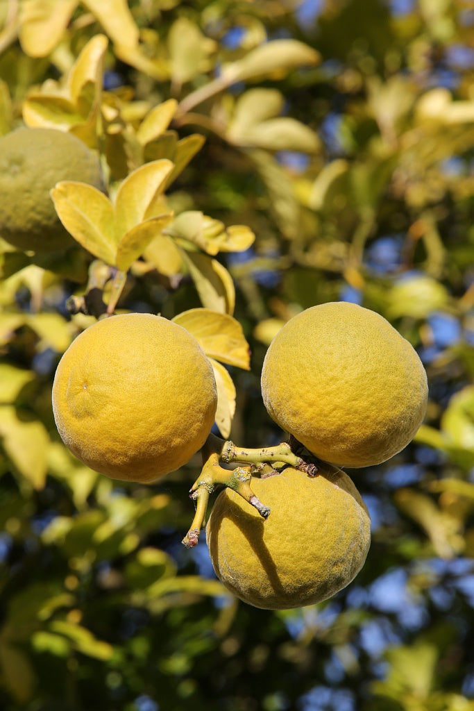 Winterharte Bitterorange Poncirus trifoliata