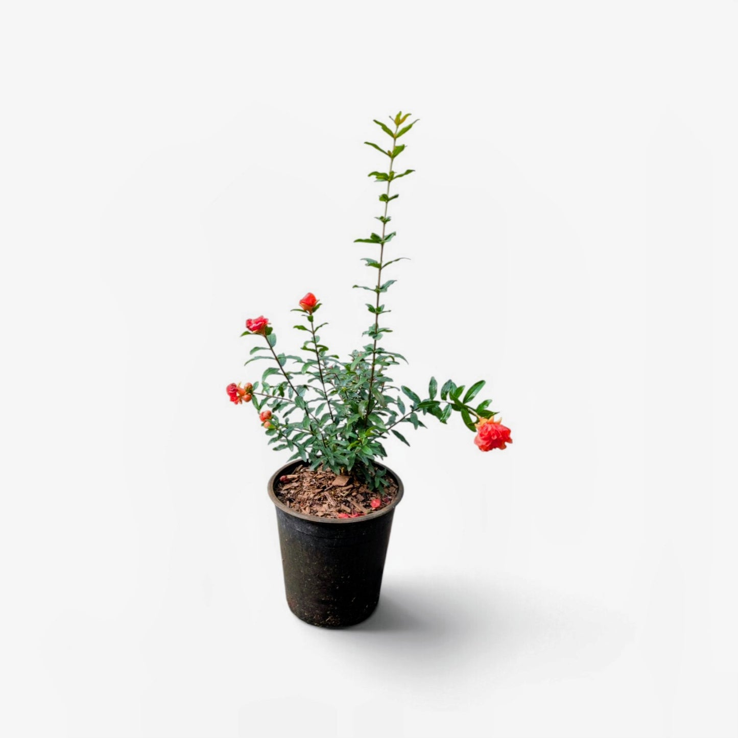 Punica granatum ‘Chico’ – Zwerg-Granatapfel 🌿 kleinbleibend | Blüten & Früchte