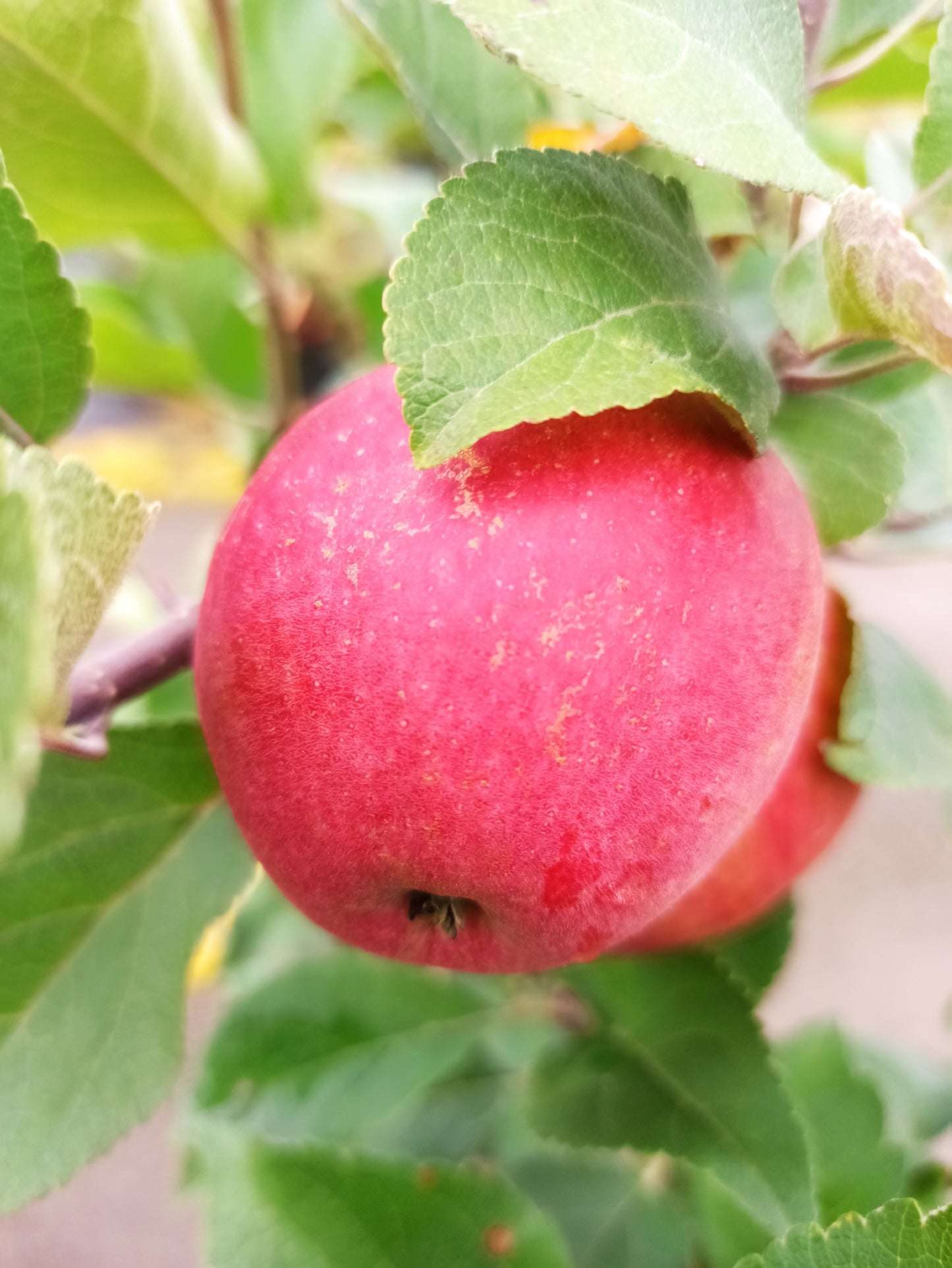 Discovery, Malus domestica