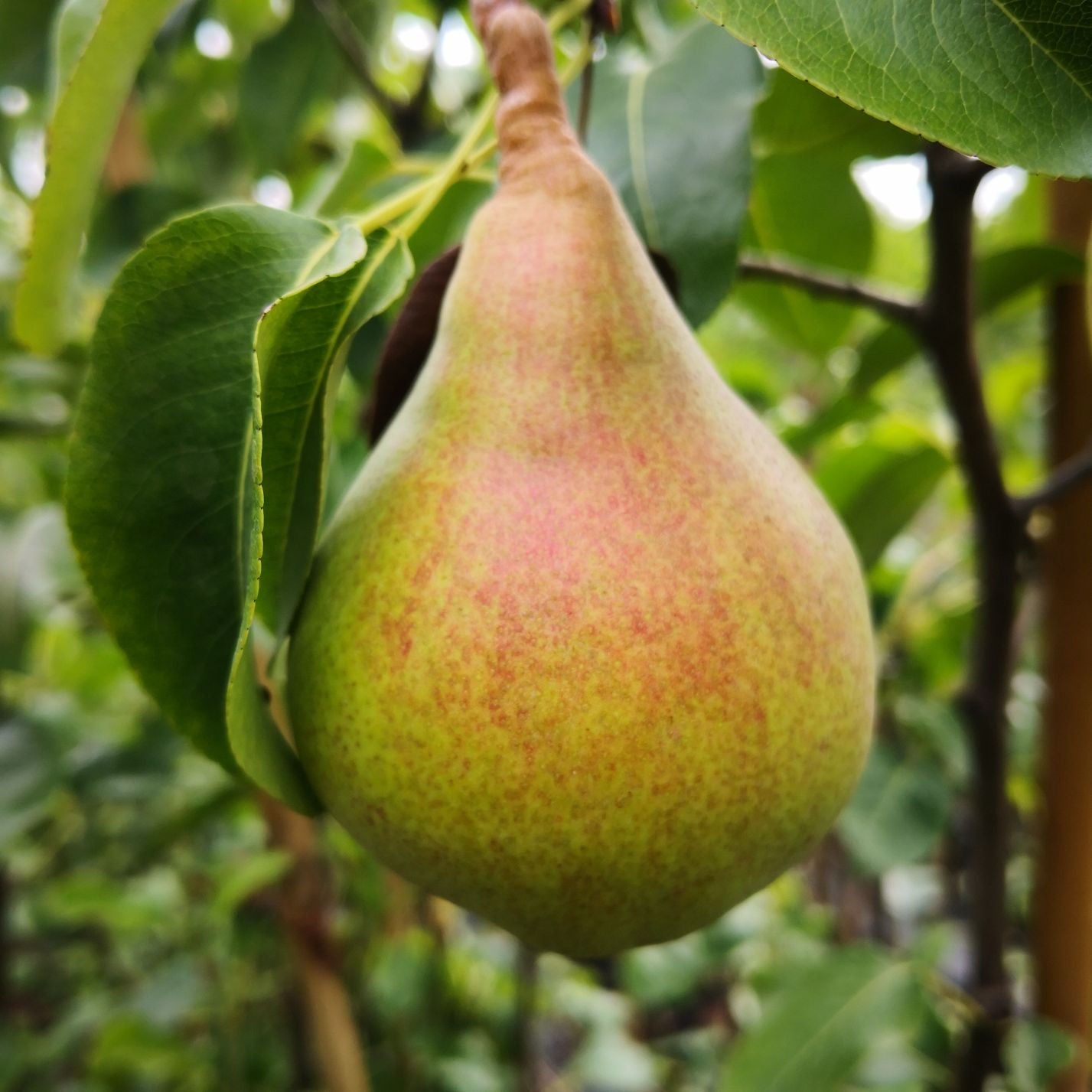 Birnenbaum Harrow Sweet® – Große süße Herbstbirnen | Pyrus communis | Ertragreich | Feuerbrandresistent