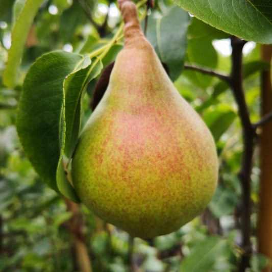 Birnenbaum Harrow Sweet® – Große süße Herbstbirnen | Pyrus communis | Ertragreich | Feuerbrandresistent