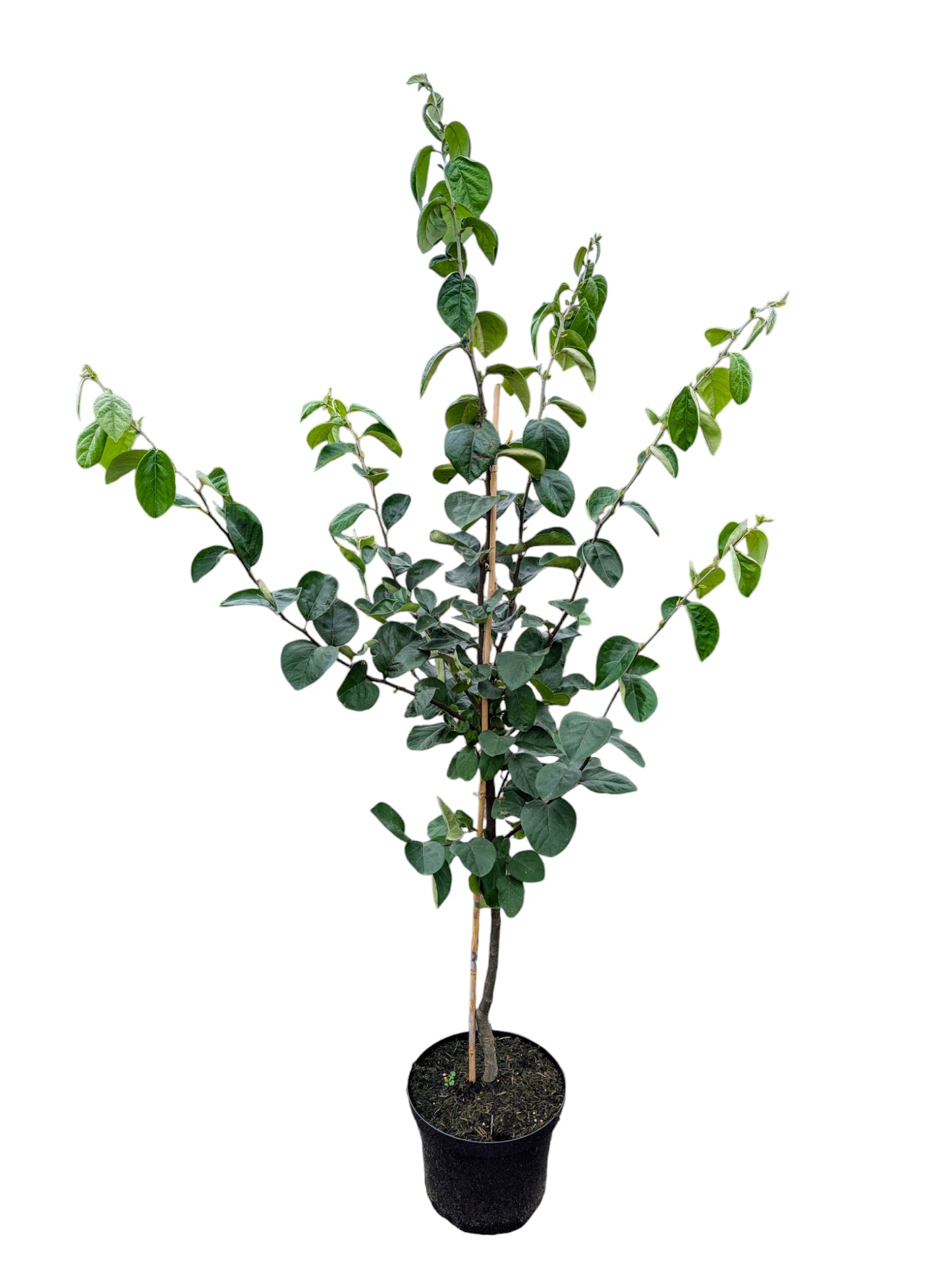 Quitte 'Cydora Robusta'