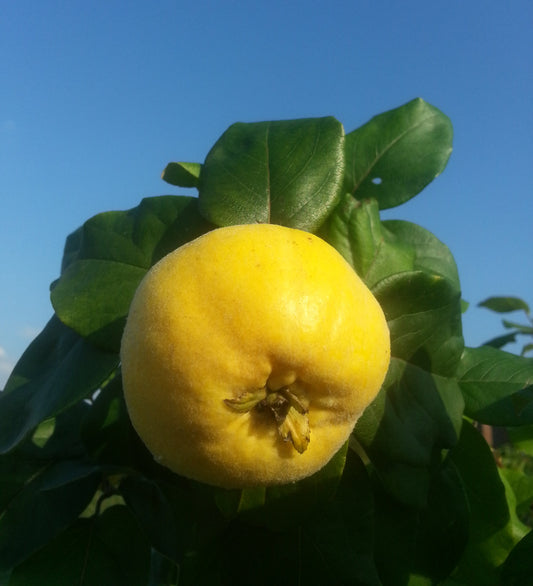Quitte 'Cydora Robusta'