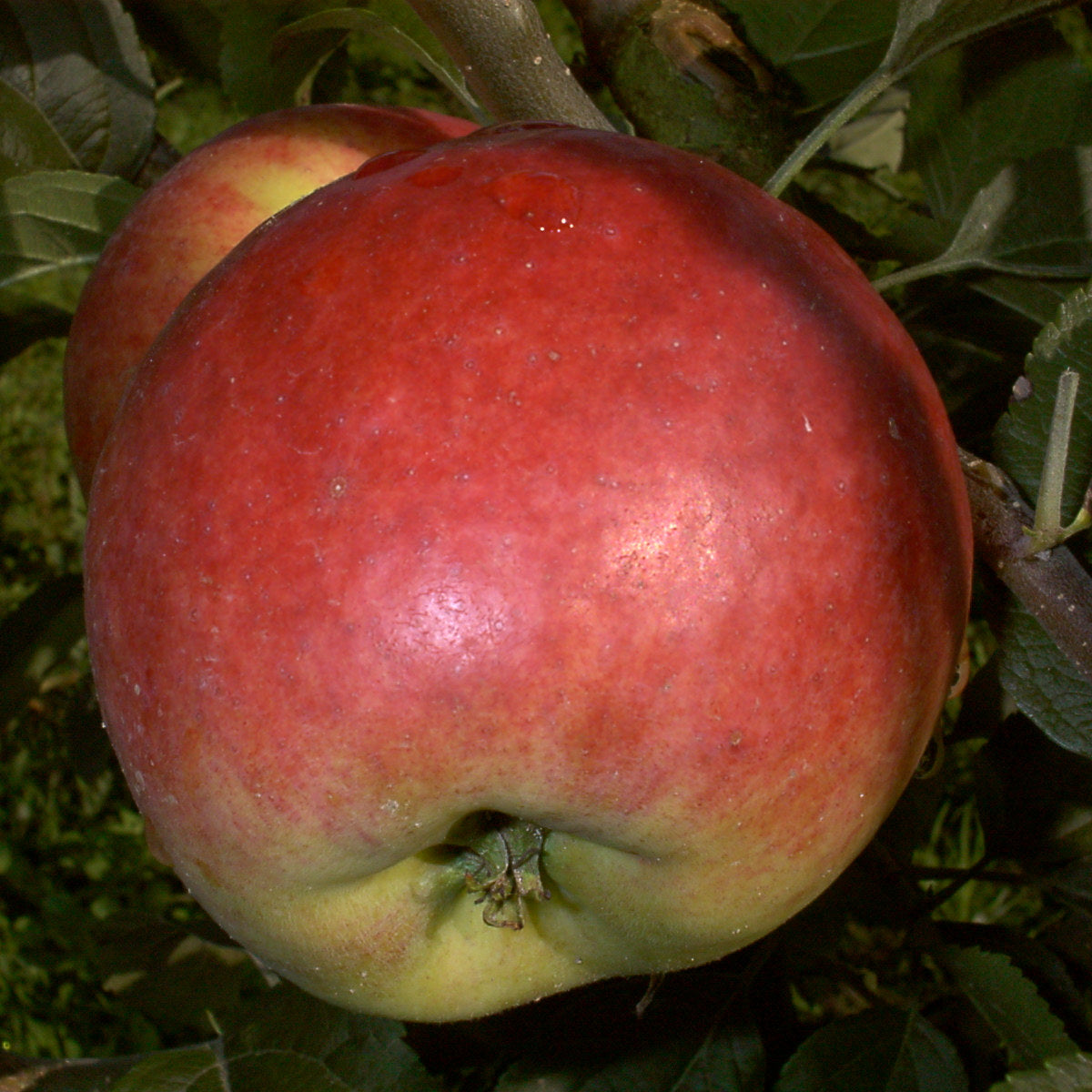 Apfelbaum Reglindis Apfelsorte schorfresistent robuste ertragreiche Pflanze