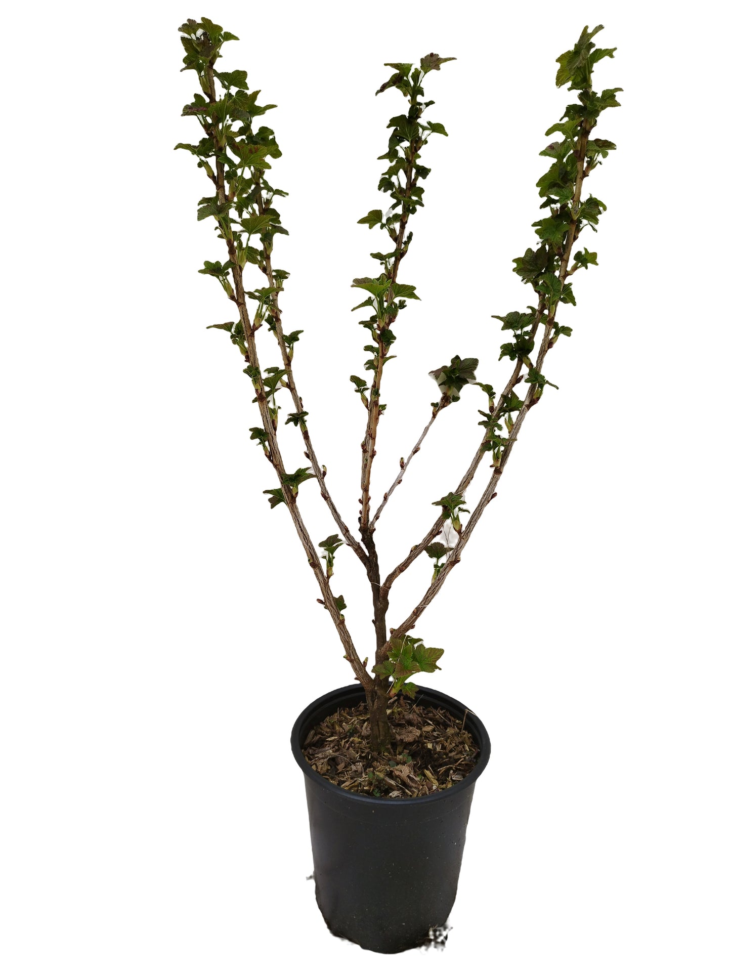 Schwarze Johannisbeere ‘Bona’ – Ertragreiche, robuste Sorte mit großen, aromatischen Beeren“