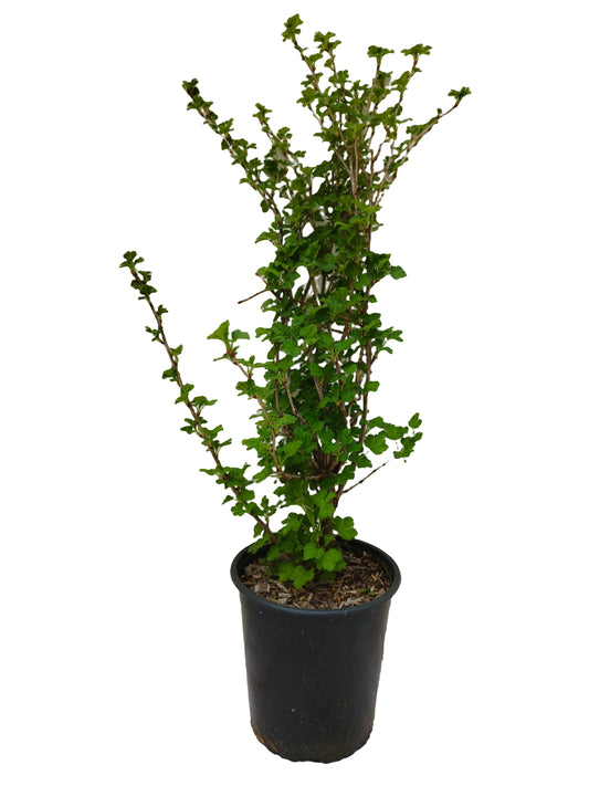 Stachelbeere 'Leora'