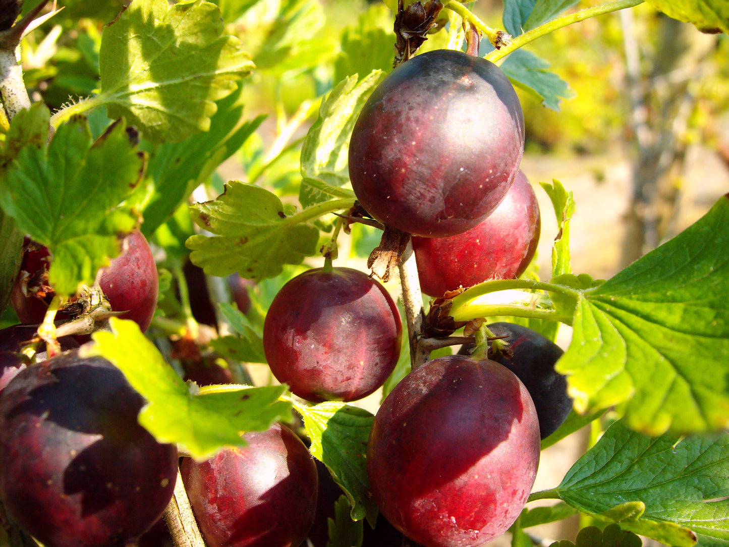 Stachelbeere 'Leora'