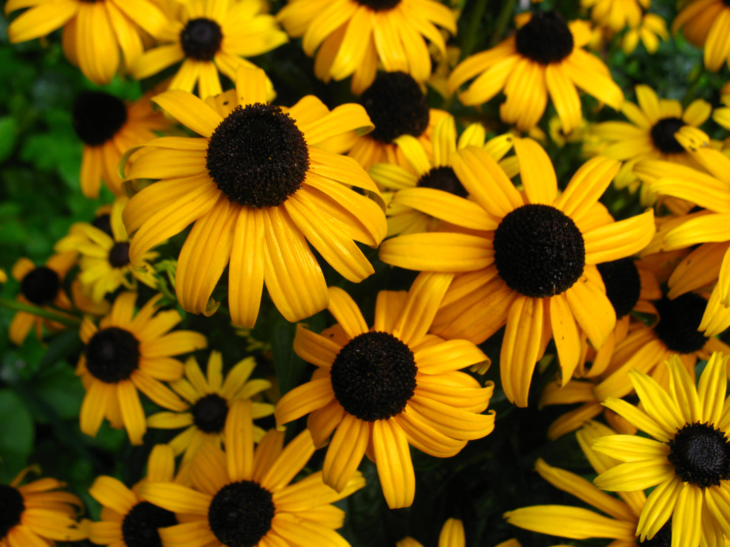 Rudbeckia 'Goldsturm' |5 Pflanzen Sonnenhut Staude | Goldgelbe Blüten | Bienenfreundlich | Winterhart | Dauerblüher