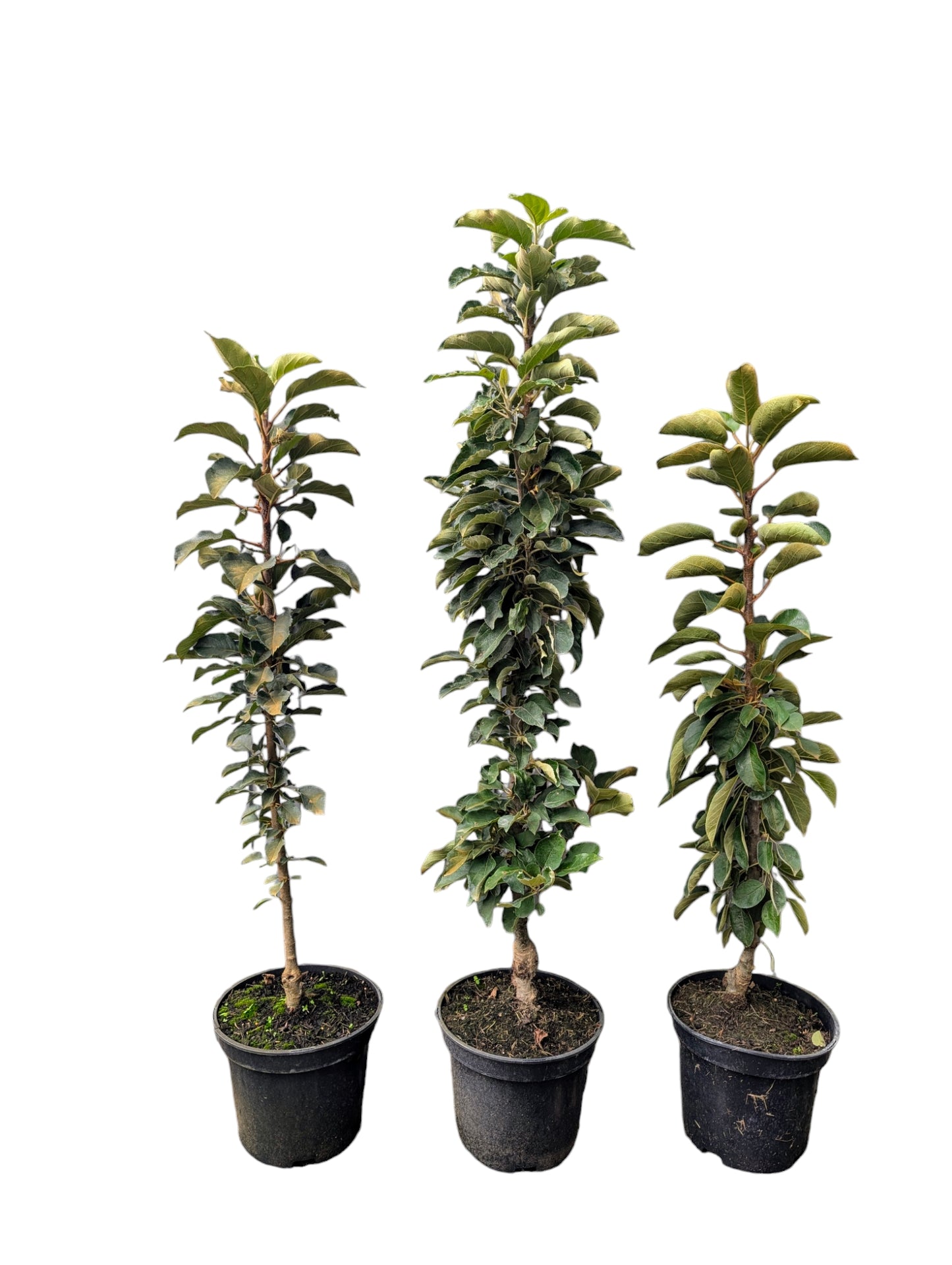 Säulenapfel „Blue Moon“ – platzsparender Apfelbaum für Balkon, Terrasse & Garten | winterhart | ideal für Kübel