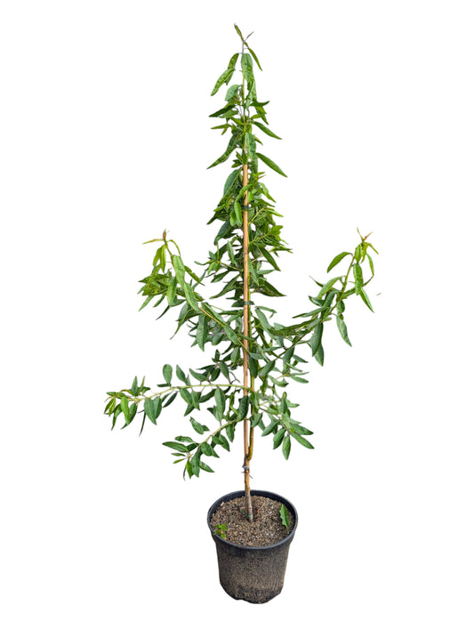 Echte Keilmandel, Prunus dulcis