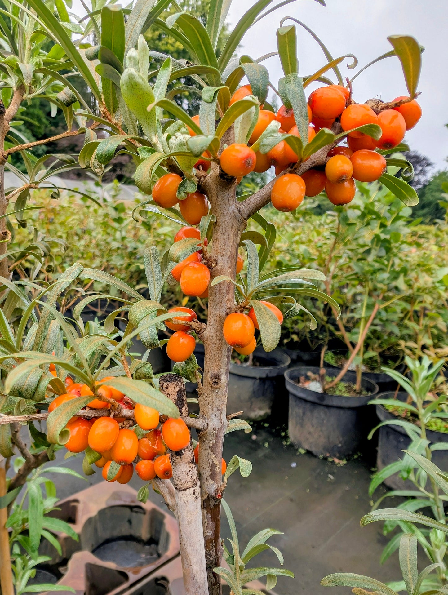 Sanddorn ‘Solo’ – selbstfruchtend, aromatische Beeren, robust & ertragreich