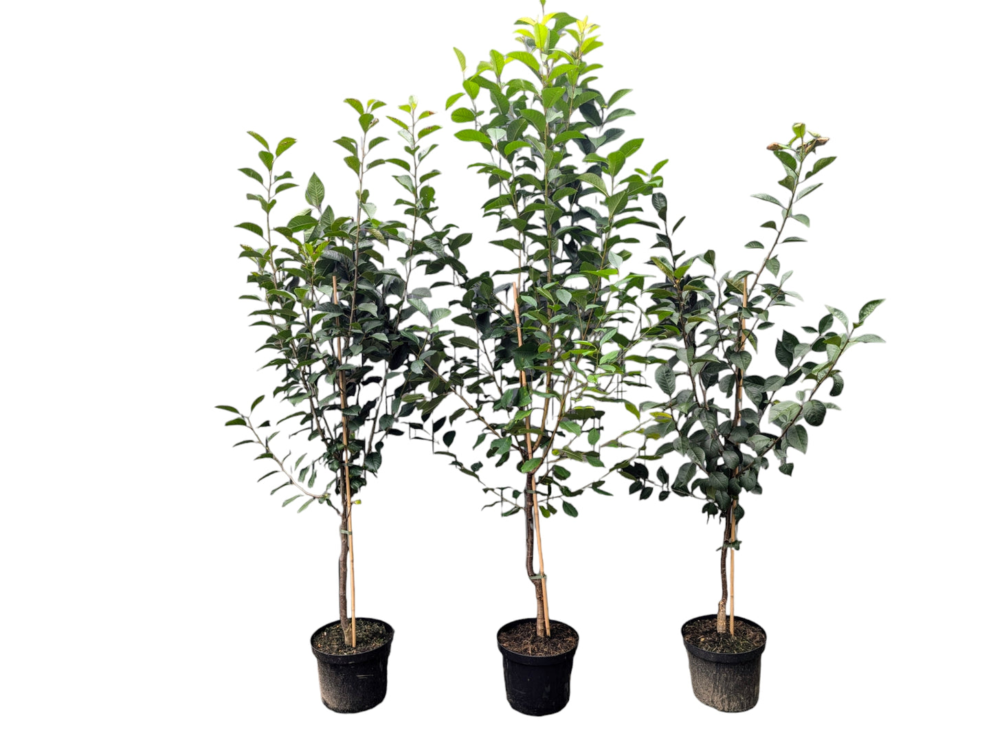 „Sauerkirsche ‘Karneol’ – Spätorte, Aromatisch & ertragreich“