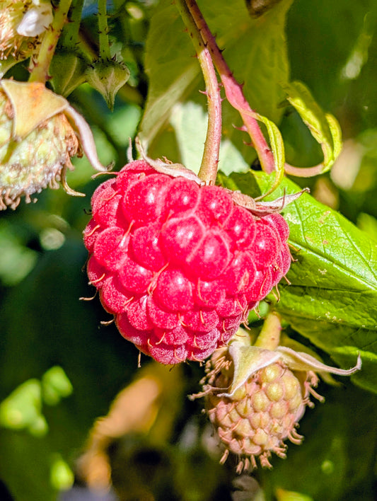 Himbeere Saxa Record – ertragreiche, aromatische Sommerhimbeere für den Garten