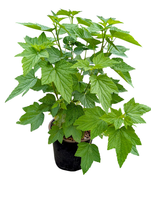 Schwarze Johannisbeere 'Ben Nevis'