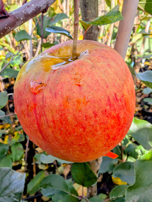 Apfelbaum Shampion – ertragreich, aromatisch & kompakt wachsend | Herbstsorte