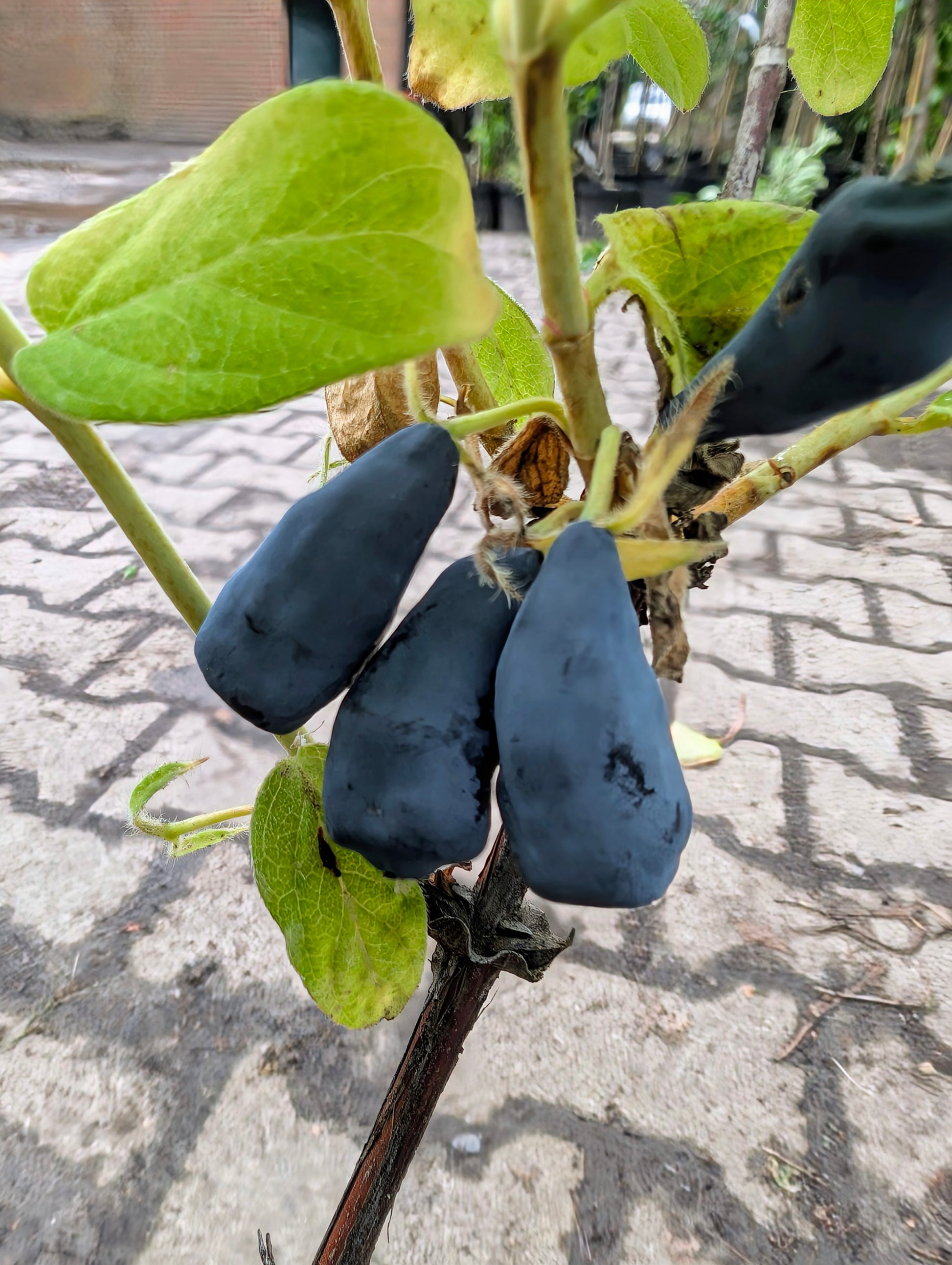Sibirische Blaubeere Aurora Honigbeere Lonicera caerulea essbar – Pflanzenfreihaus