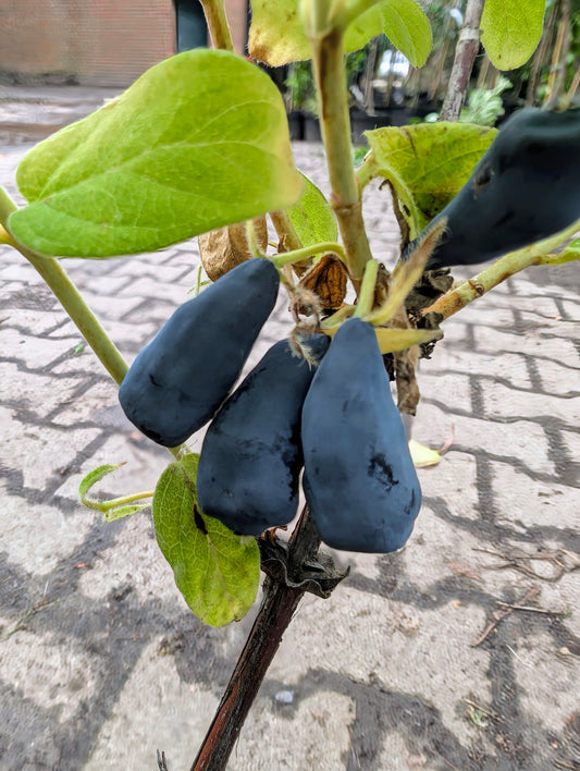 Sibirische Blaubeere 'Aurora'