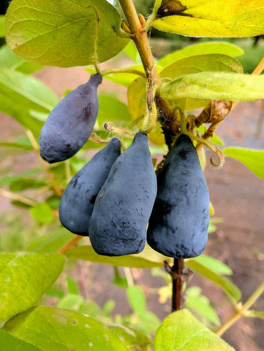 Sibirische Blaubeere 'Honeybee'