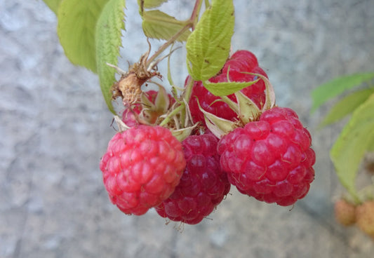 Himbeersorte 'Elida'