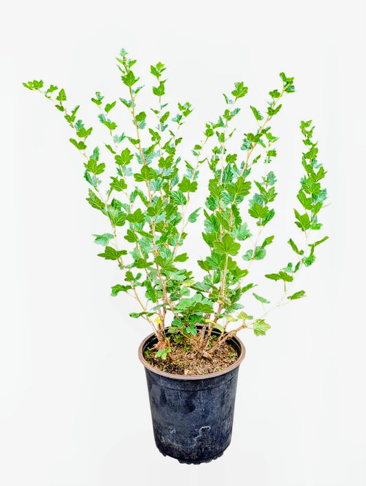 +Stachelbeere Xenia