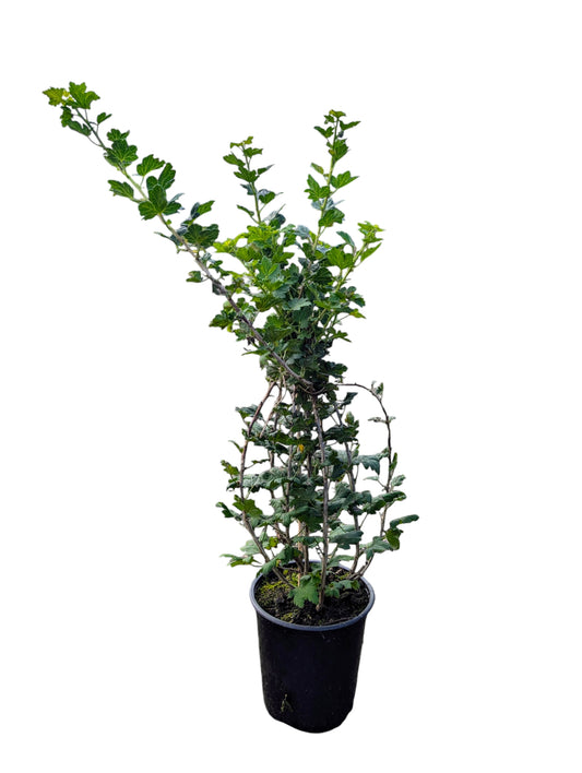 Stachelbeere 'Xenia'