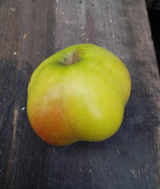 Malus domestica 'Apistar'
