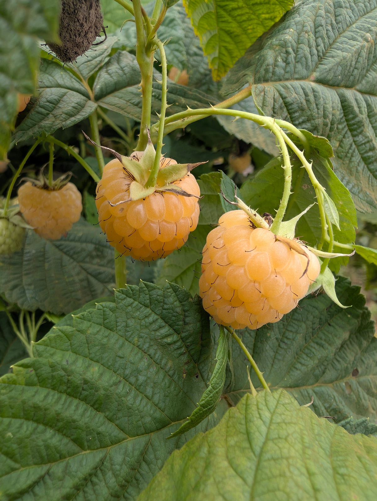Herbsthimbeere „Sugana“ – aromatische, ertragreiche gelbe Himbeeren für Garten, Balkon & Terrasse