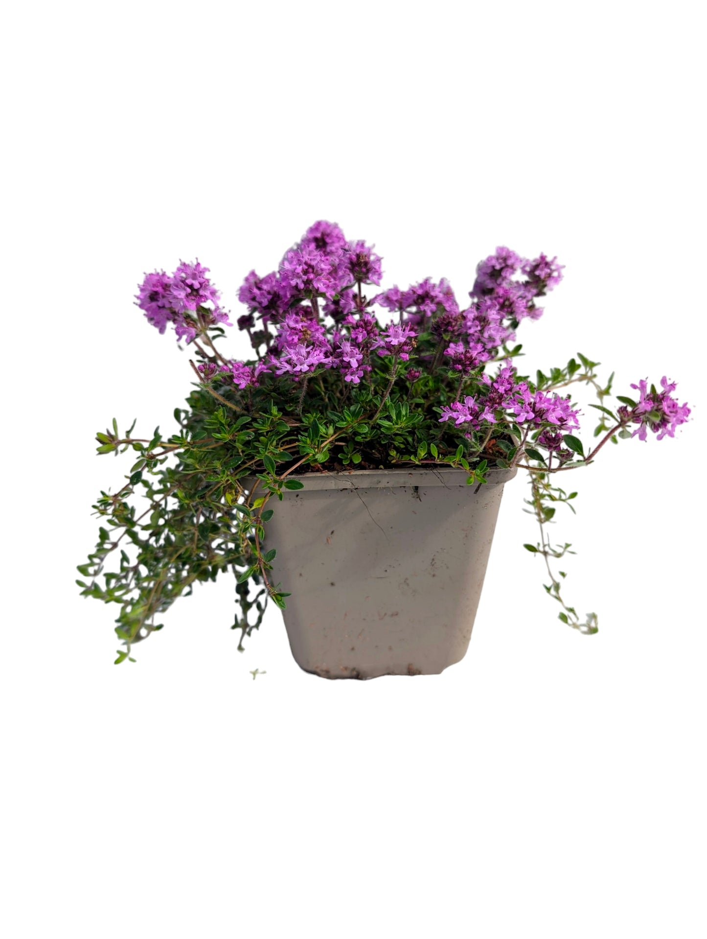 Teppich-Thymian 'Magic Carpet' – Duftender, trittfester Bodendecker | Bienenfreundlich | Winterhart | Thymus serpyllum