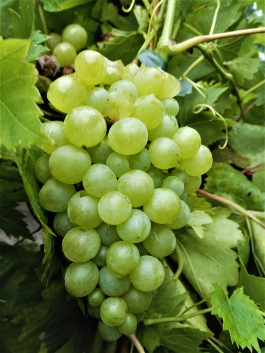 Weinrebe Millenium