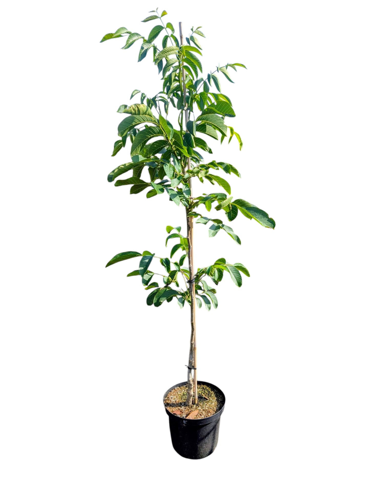 Walnuss 'Fernette'
