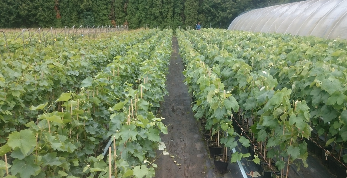 Weinrebe Millenium