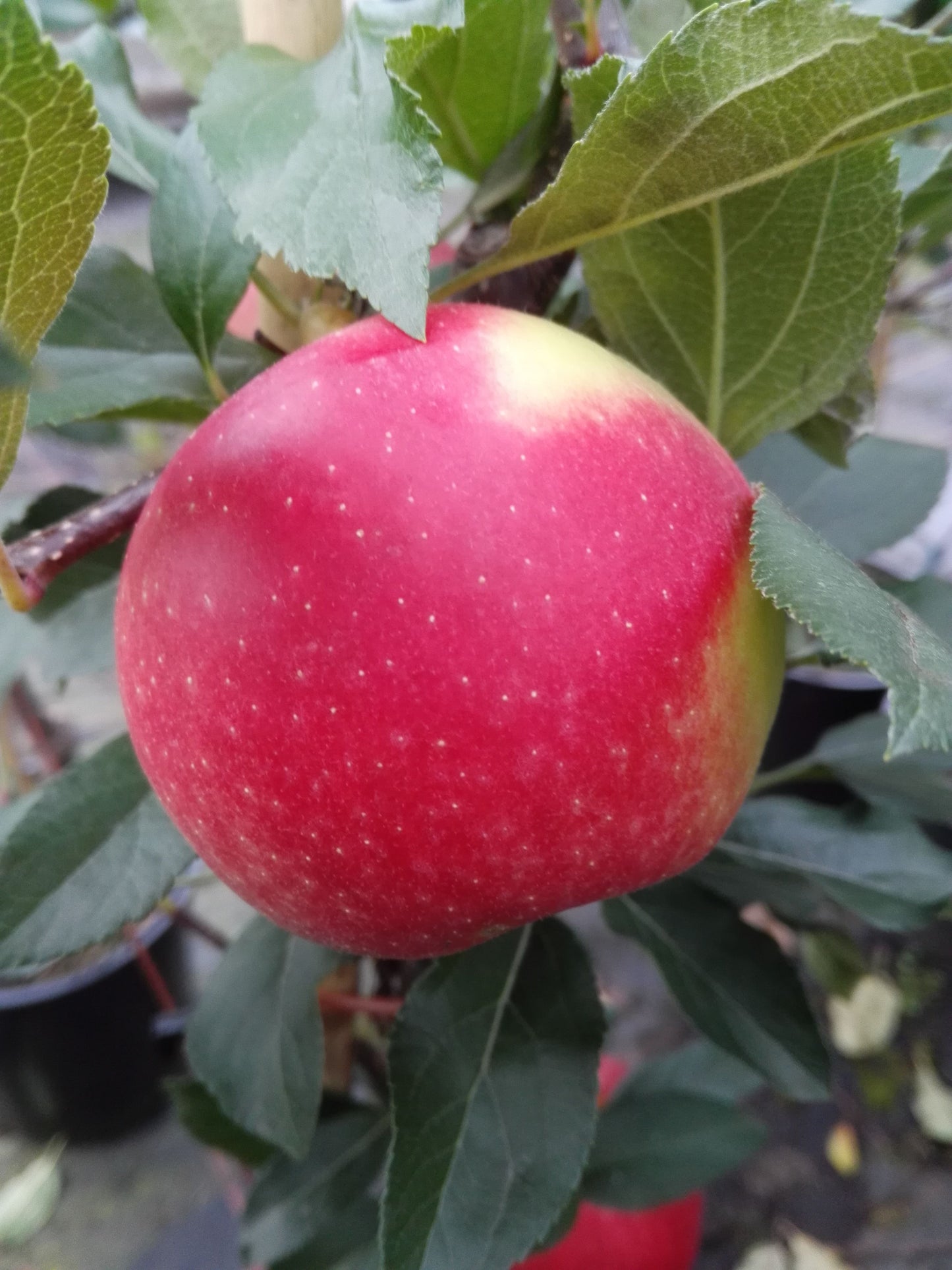 Säulenapfel Redcats