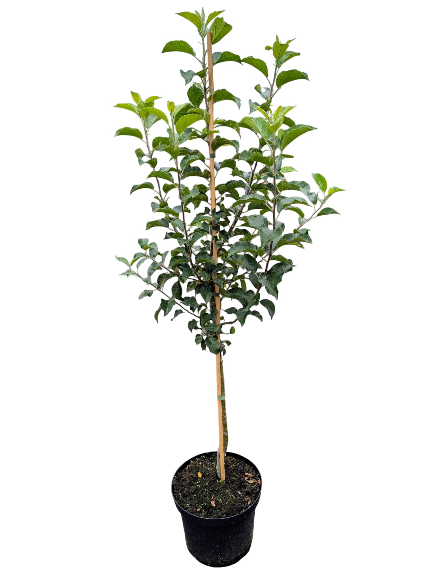 Goldparmäne Apfelbaum – historische Sorte mit edlem Aroma