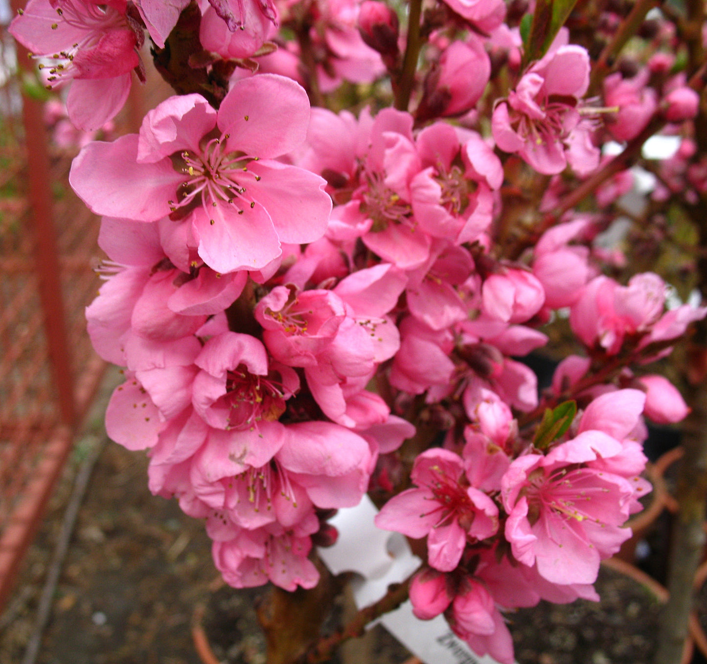 Zwergpfirsich Bonanza – kompakter Pfirsichbaum für Balkon & Terrasse“