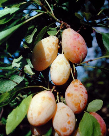 Zwei-Sorten-Pflaumenbaum Gelbe Hauszwetsche mit Cacaks Schöne