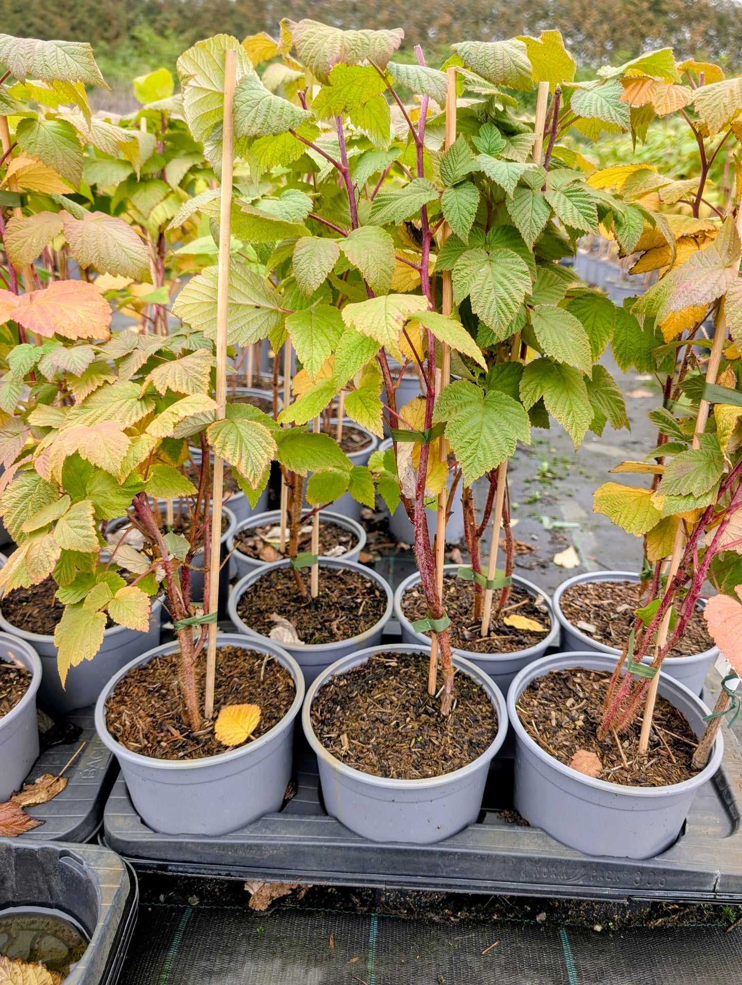 Himbeere 'Rubaca' ®