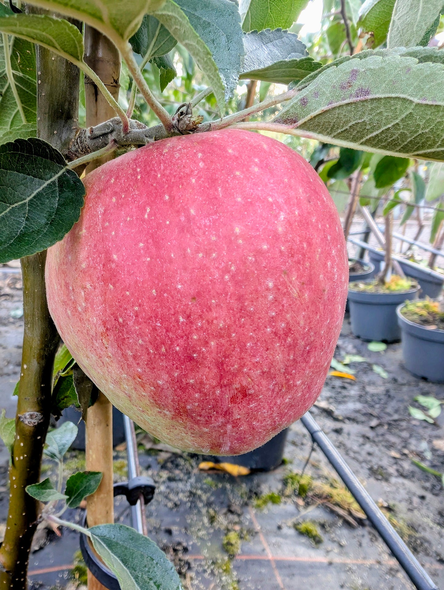 Finkenberger Herbstprinz Apfelbaum – Historische Sorte mit feinem Herbstaroma