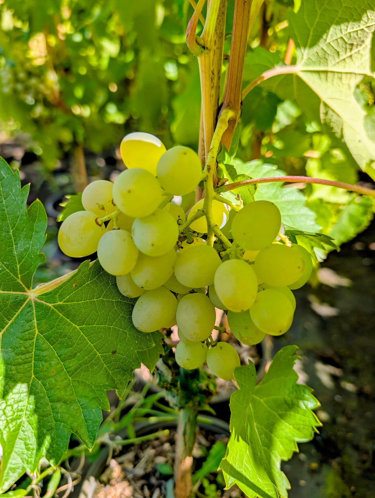 Weinrebe Glenora kernlos Tafeltraube