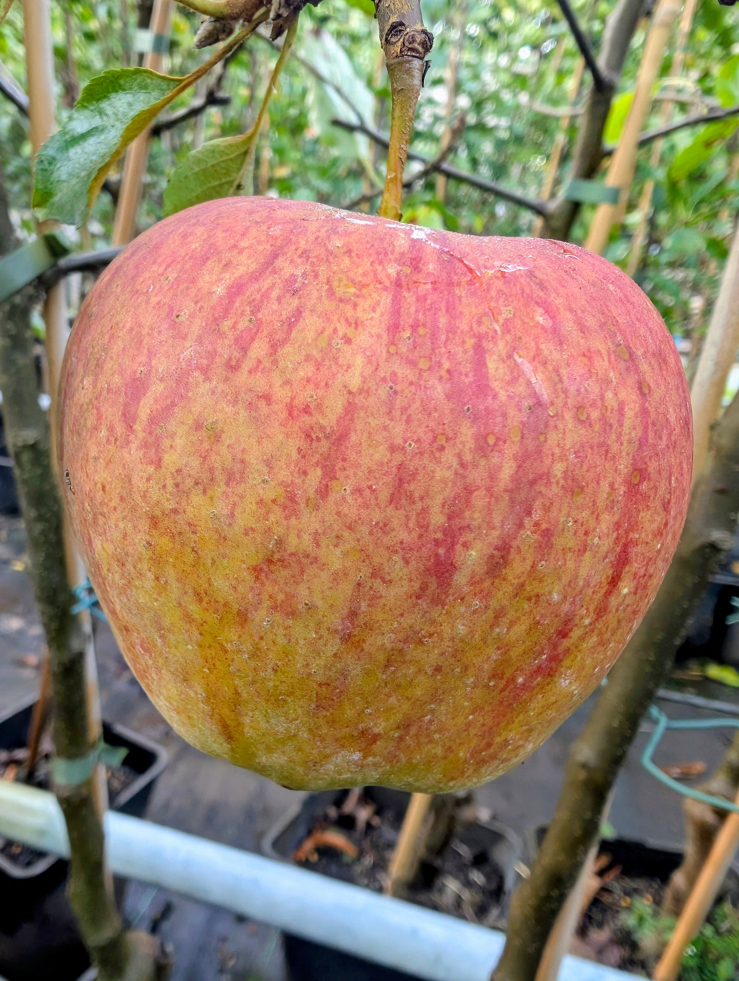 Apfel "Jonagold"
