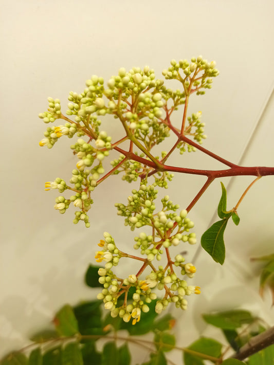 Bienenbaum, Tetradium daniellii, Duftesche