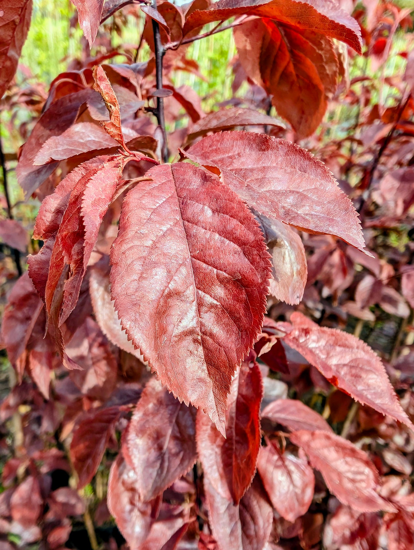 Blutpflaume Prunus cistena Ziergehölz rotes Laub kompakter Wuchs